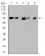TRIM25 Primary Antibody MP31079 [M5B5B10]