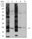 RALB Primary Antibody MP31119 [M8A8A9]