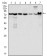 LPP Primary Antibody MP20178 [M8B3A11]
