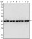 beta-Actin Primary Antibody MP20270 [M8H10D10]
