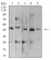 ARFGAP1 Primary Antibody MP31185 [M1C4E2]