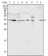 ERK2 Primary Antibody MP20092 [M4C11]