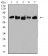 TRIM25 Primary Antibody MP31078 [M5B5B12]