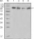 PYK2 Primary Antibody MP20212 [M5E2D5]