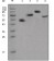 human IgG(Fc Specific) Primary Antibody MP20326 [M4A10]