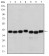 SMN1 Primary Antibody MP30220 [M2F1]
