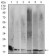 B2M Primary Antibody MP30596 [M3G5H8]