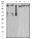 MET Primary Antibody MP31098 [M5E9C4]