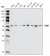 CHK2 Primary Antibody MP20223 [M1C12B8]