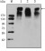 KI67 Primary Antibody MP30100 [M8D5]