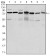 PSIP1 Primary Antibody MP30152 [M6E4]