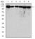 MCM2 Primary Antibody MP30289 [M1E7]