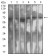 SETD7 Primary Antibody  MP31679 [M1B3B8]