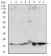 SKP1 Primary Antibody MP30294 [M4E11]