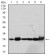 GSTM1 Primary Antibody MP30295 [M1H4A4]