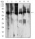 PCK2 Primary Antibody MP31650  [M3D3D9]