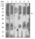 SETD7 Primary Antibody MP31680  [M3D6G11]