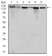 MSH6 Primary Antibody MP30299 [M3E1]
