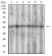 SSTR3 Primary Antibody MP30620 [M7H8E5]