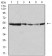 MAPK10 Primary Antibody MP31038 [M2B10H12]