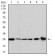 GSTM1 Primary Antibody MP30296 [M1H4F2]