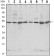 CSK Primary Antibody MP30117 [M5F3]