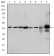 MAPK3 Primary Antibody MP30261 [M1E5]