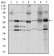 SRC Primary Antibody MP30290 [M1F11]