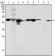 Cytokeratin 18 Primary Antibody MP20276 [M4D11E4]