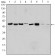 AURKA Primary Antibody MP30160 [M1F8]