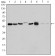 AURKA Primary Antibody MP30161 [M4G10]