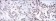 ESR1 Primary Antibody MP30099 [M6B6]