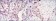 STAT3 Primary Antibody MP30122 [M3B5]