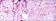 TNFRSF11B Primary Antibody MP30136 [M5A11]