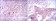 FOXD3 Primary Antibody MP30141 [M5G9]