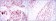 SOX2 Primary Antibody MP30144 [M10F10]