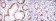 CA9 Primary Antibody MP30148 [M2D3]