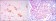 SMAD5 Primary Antibody MP30150  [M3H9]