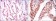 PSIP1 Primary Antibody MP30152 [M6E4]