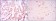 PDK1 Primary Antibody MP30154 [M4A11]