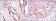 AURKA Primary Antibody MP30161 [M4G10]