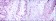 CRTC3 Primary Antibody MP30169 [M5G9]