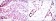 p63a Primary Antibody MP30176 [M4E5]