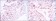 CDK1 Primary Antibody MP30181 [M2G9]