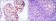 EEF2 Primary Antibody MP30190 [M5B6]