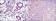 BID Primary Antibody MP30198 [M3C5]
