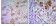 ERN1 Primary Antibody MP30026 [M9F2]