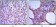 MUM1 Primary Antibody MP30048 [M4G10]