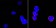 CD18 Primary Antibody MP20346 [M10E12]