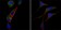 GOT2 Primary Antibody MP30004 [M3E9]